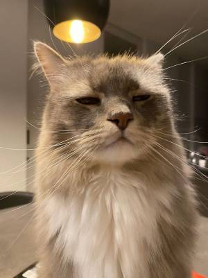 パソコンを触る飼い主に甘える猫　構ってもらえなかった結果？