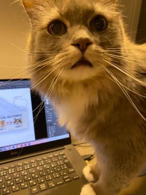 パソコンを触る飼い主に甘える猫　構ってもらえなかった結果？