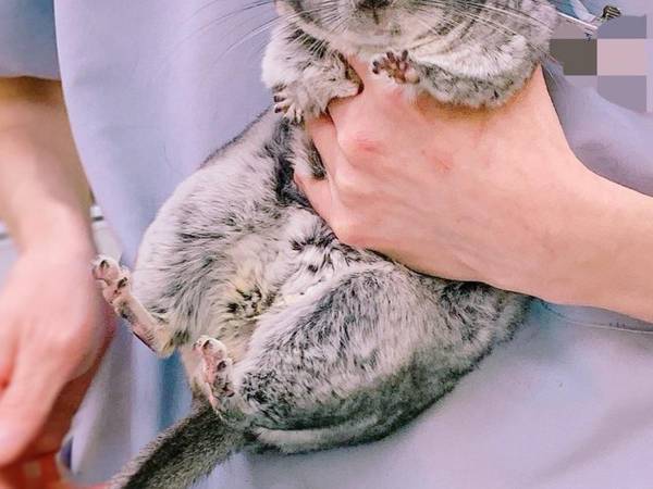 「飼い主、助けて！」　動物病院での表情がたまらない