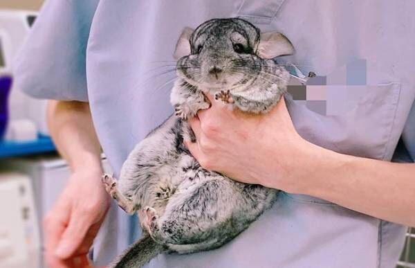 飼い主 助けて 動物病院での表情がたまらない 21年1月31日 ウーマンエキサイト 1 2