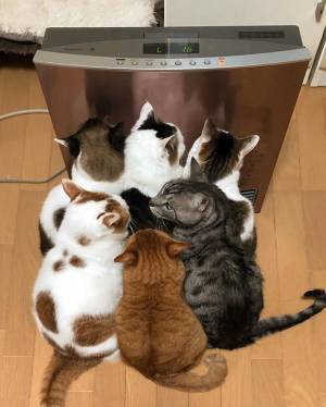 ストーブの前に猫たちが超密集！　「にゃん密ですね」「癒される！」の声
