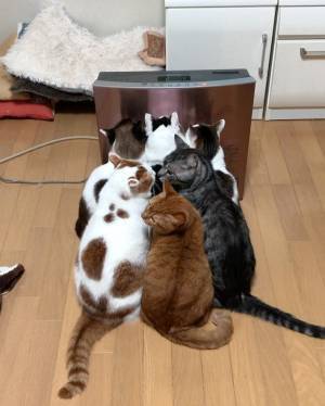ストーブの前に猫たちが超密集！　「にゃん密ですね」「癒される！」の声