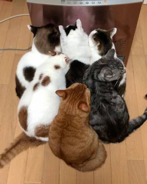 ストーブの前に猫たちが超密集！　「にゃん密ですね」「癒される！」の声