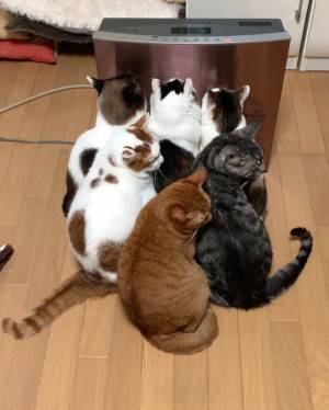 ストーブの前に猫たちが超密集！　「にゃん密ですね」「癒される！」の声
