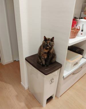 ペダル式のゴミ箱を足で開けられない理由が、ナナメ上だった　「笑った」「コレは仕方ない」