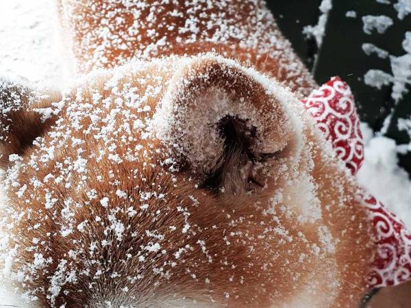 散歩から帰ってきた柴犬、その姿に６万人が「おいしそう」「どこで買えますか！」