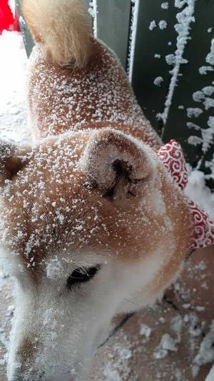 散歩から帰ってきた柴犬、その姿に６万人が「おいしそう」「どこで買えますか！」