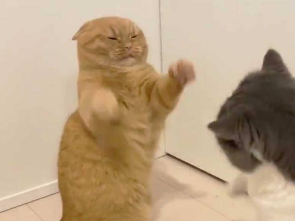 見つめ合う２匹の猫、まさかの展開に「お茶吹いた」「お腹痛い！」