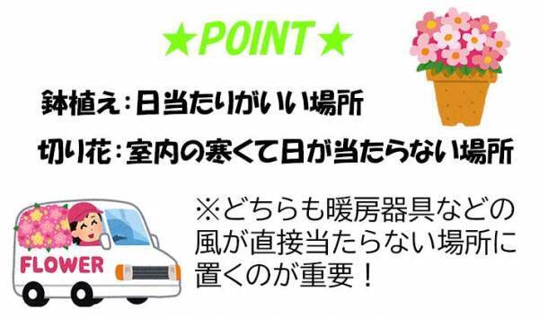 自宅で切り花を楽しむには？　プロから聞いた『育て方のコツ』が、ためになる