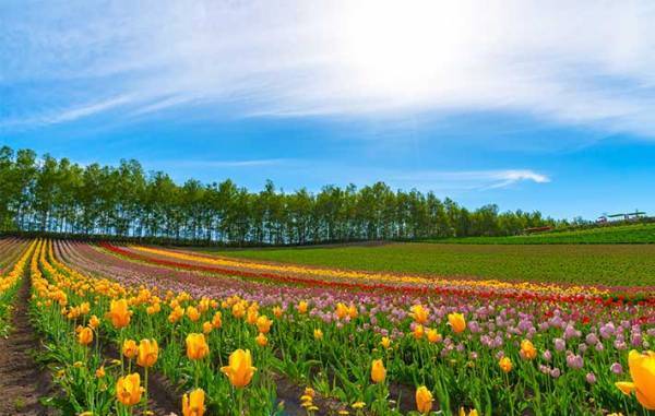 自宅で切り花を楽しむには？　プロから聞いた『育て方のコツ』が、ためになる