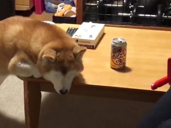 柴犬の『後ろ脚』にご注目…！　まさかの寝姿に吹き出す