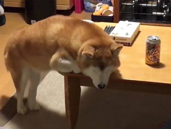 柴犬の『後ろ脚』にご注目…！　まさかの寝姿に吹き出す