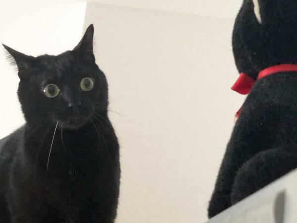 キッチンを写した『４枚』に６万人が悶絶　換気扇の上にいたのは…？