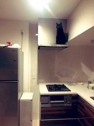 キッチンを写した『４枚』に６万人が悶絶　換気扇の上にいたのは…？