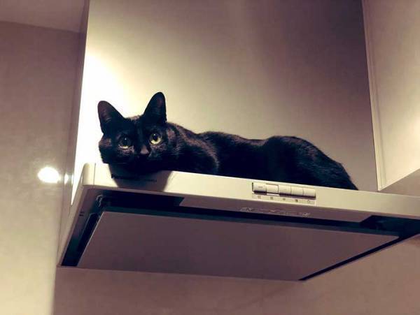 キッチンを写した『４枚』に６万人が悶絶　換気扇の上にいたのは…？