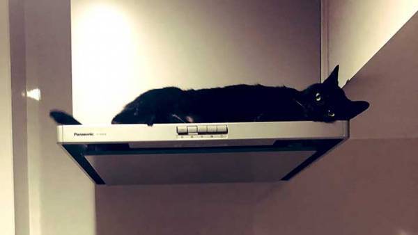 キッチンを写した『４枚』に６万人が悶絶　換気扇の上にいたのは…？