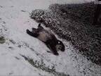 「ひゃっほー！」　雪の上を大の字になって滑るパンダに　「爆笑した」