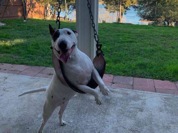 ブランコで遊ぶのが大好きな犬　独特の『乗り方』に吹き出す人が続出！