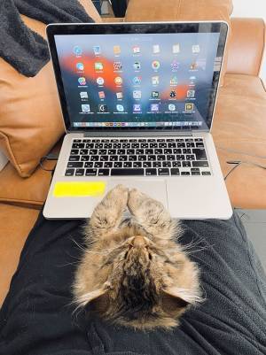 リモートワーク中の人間を『妨害』したのは…？　１５万人を悶絶させた写真がこちら