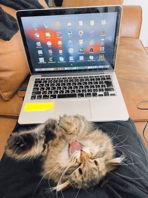 リモートワーク中の人間を『妨害』したのは…？　１５万人を悶絶させた写真がこちら