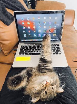 リモートワーク中の人間を『妨害』したのは…？　１５万人を悶絶させた写真がこちら