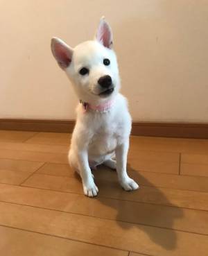 細い体つきの柴犬を心配していた飼い主　その後の写真に、吹き出す人が続出