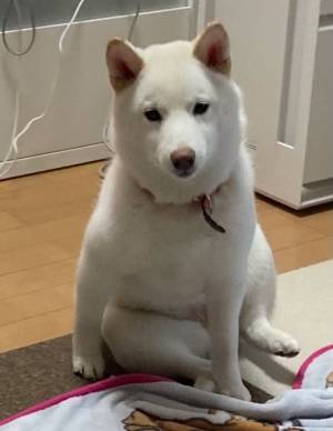 細い体つきの柴犬を心配していた飼い主　その後の写真に、吹き出す人が続出