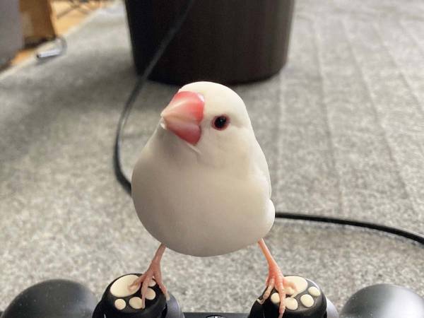 文鳥の『お気に入りの場所』が独特すぎた　「仁王立ちだ」「なんでそこ！？」