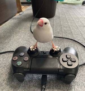 文鳥の『お気に入りの場所』が独特すぎた　「仁王立ちだ」「なんでそこ！？」