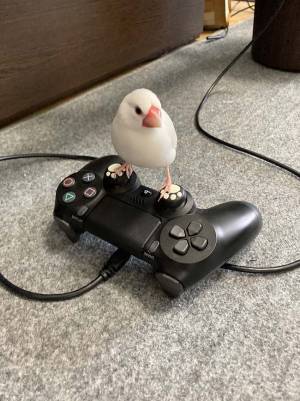 文鳥の『お気に入りの場所』が独特すぎた　「仁王立ちだ」「なんでそこ！？」