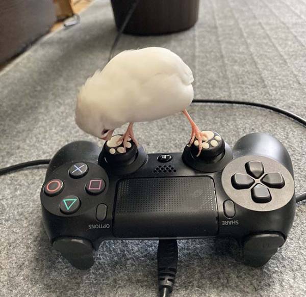 文鳥の『お気に入りの場所』が独特すぎた　「仁王立ちだ」「なんでそこ！？」