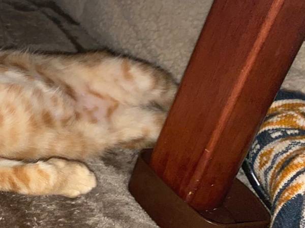 子猫を保護してから４か月後　飼い主も戸惑いを隠せない姿がこちら！