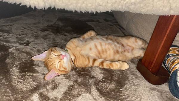 子猫を保護してから４か月後　飼い主も戸惑いを隠せない姿がこちら！