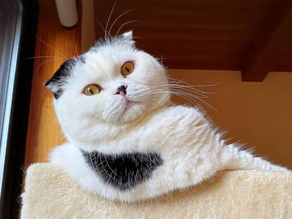 「何やってるの？」　独特なリラックス法に１８万人が吹き出す