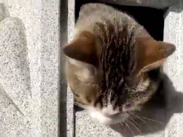 灯ろうの中からはみ出した『毛』　気になって「ツンツン」してみると？