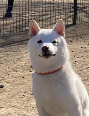 柴犬の『ドヤ顔』　２０万人が吹いた、２枚の写真がこちら