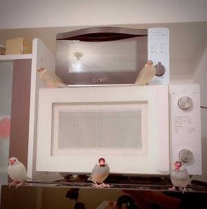 キッチンを撮影した女性、写りこんだあるものに「かっこよすぎる」「CDジャケットの写真みたい！」