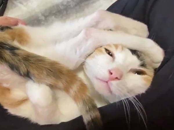 「とにかく、おしりをなでて…！」　お猫様の進化した甘え方に吹き出す