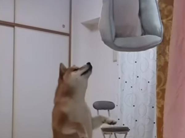 柴犬から飼い主への文句が止まらない！　大切なベッドが洗濯されてしまい…？