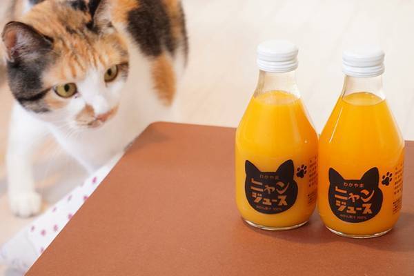 猫を飼っていなくても大丈夫！　猫とミカンを救う『にゃんジュース』