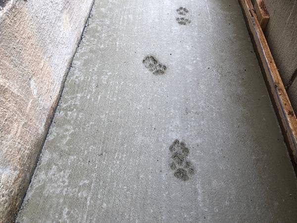 「にゃんでこうなっちゃうかなー」　完成間際に起きたかわいいトラブルとは