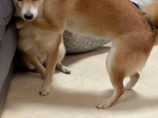 柴犬が思いっきり抱きつくと…？　ハグされた子の『表情』に、吹き出す！