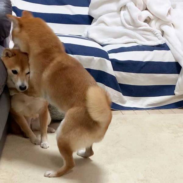 柴犬が思いっきり抱きつくと…？　ハグされた子の『表情』に、吹き出す！