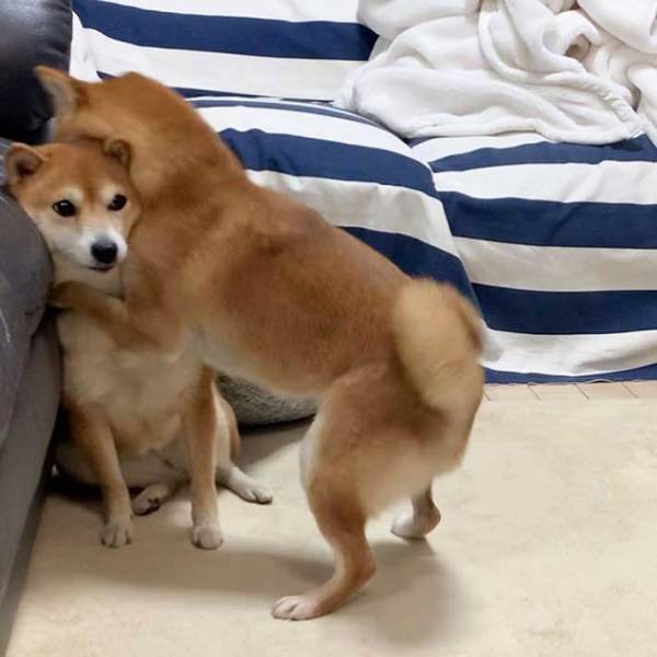 柴犬が思いっきり抱きつくと…？　ハグされた子の『表情』に、吹き出す！