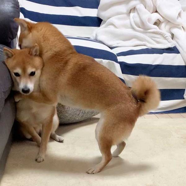 柴犬が思いっきり抱きつくと…？　ハグされた子の『表情』に、吹き出す！