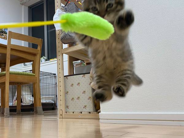 真剣な眼差しで遊ぶ子猫の写真に、１２万人が悶絶！　その写真が…こちら