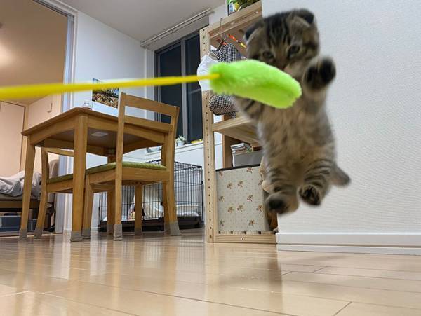 真剣な眼差しで遊ぶ子猫の写真に、１２万人が悶絶！　その写真が…こちら