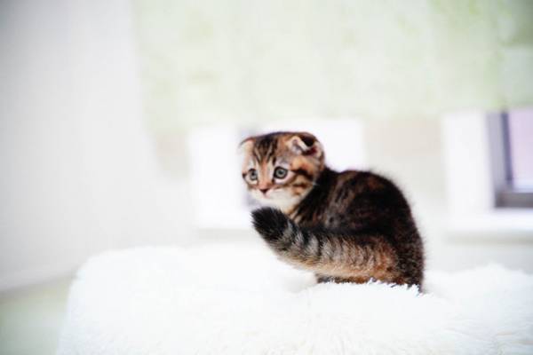 真剣な眼差しで遊ぶ子猫の写真に、１２万人が悶絶！　その写真が…こちら