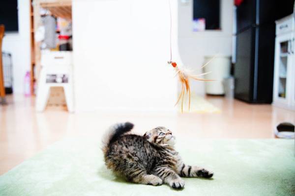 真剣な眼差しで遊ぶ子猫の写真に、１２万人が悶絶！　その写真が…こちら