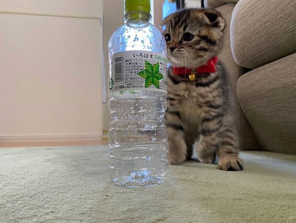 真剣な眼差しで遊ぶ子猫の写真に、１２万人が悶絶！　その写真が…こちら